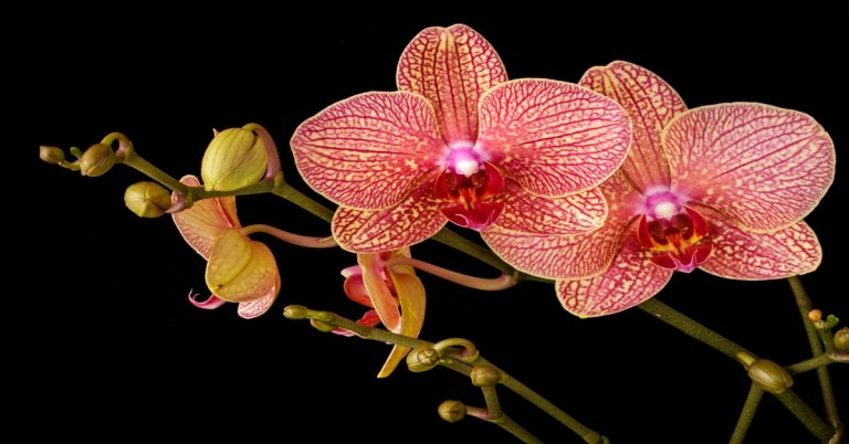 Orchidėjos namuose – stiprus moteriškas amuletas! Viskas, ką jums reikia žinoti apie jas