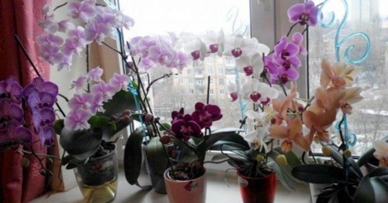 Moterys, niekada namuose nelaikykite orchidėjų! Štai kodėl