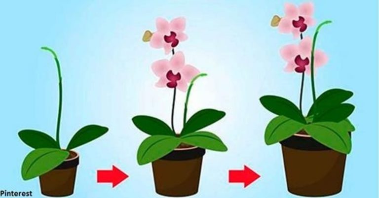 9 taisyklės, dėl kurių orchidėjos žydės visus metus