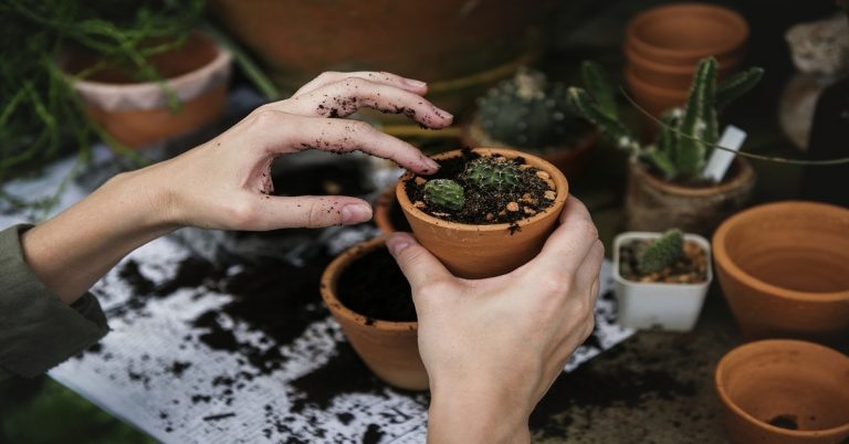 Pats idealiausias augalas kiekvienam zodiako ženklui