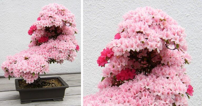 Patys gražiausi bonsai medžiai pasaulyje. Pasigrožėkite!