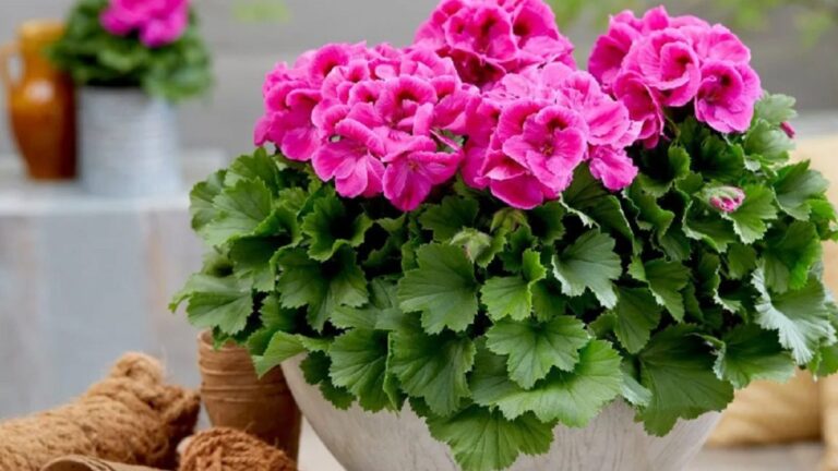 Ruošiame pelargonijas žiemai: kokia turėtų būti jų priežiūra?