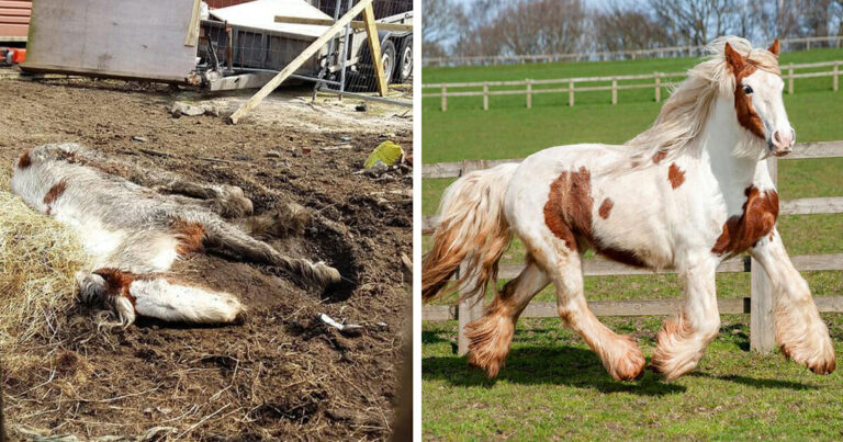 Ankstesni šeimininkai žirgą paliko tiesiog nugaišti, tačiau neabejingi žmonės suteikė jam antrą šansą