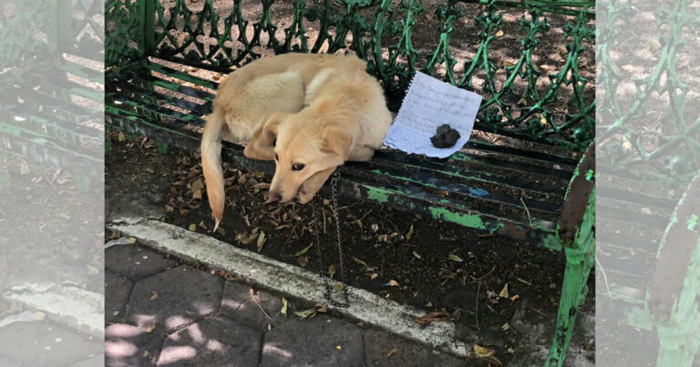 Parke rastas su grandine prirakintas šuo – žmogus, perskaitęs savininko paliktą raštelį, nustemba