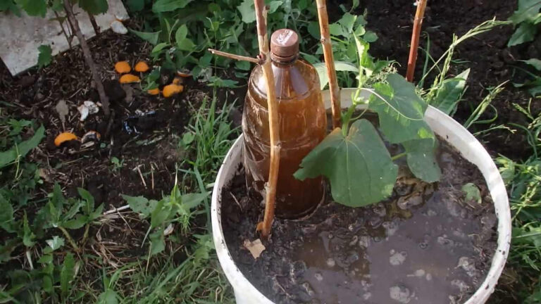 Gailėsitės, kad anksčiau to nežinojote: taikydami šį agurkų auginimo būdą, galite auginti juos balkone!