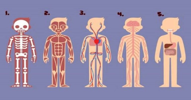 Kuri kūno dalis yra svarbiausia norint išgyventi? Atsakymas atskleis, ką jums reikia pakeisti gyvenime