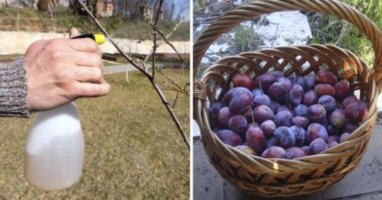 Pavasarinė slyvų priežiūra. Ką daryti, kad derlius būtų gausus?