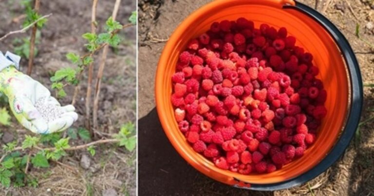 Ką daryti, kad aviečių derlius būtų neįtikėtinai didelis?