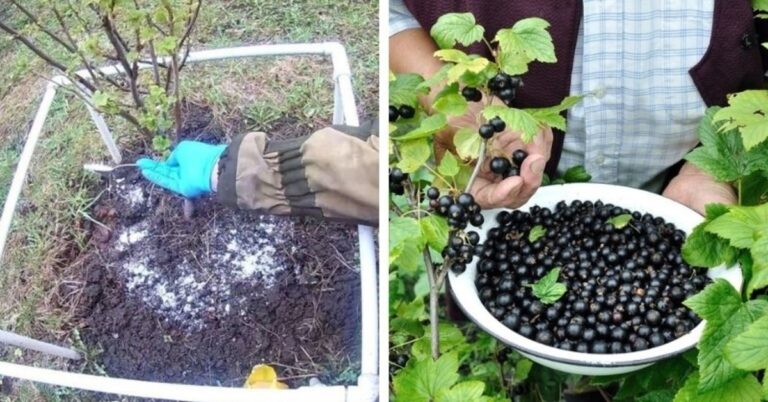 Serbentų saldumas padidės, jei naudosite šias trąšas