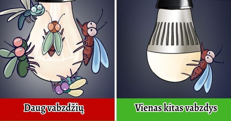 Kodėl namuose atsiranda vabzdžių ir kaip jų atsikratyti?