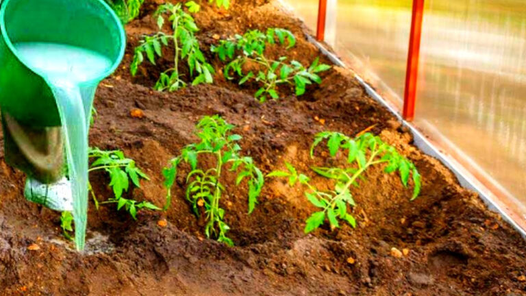 Vitaminų bomba pomidorams! Šių trąšų dėka, jūs galėsite džiaugtis pomidorų derliumi!