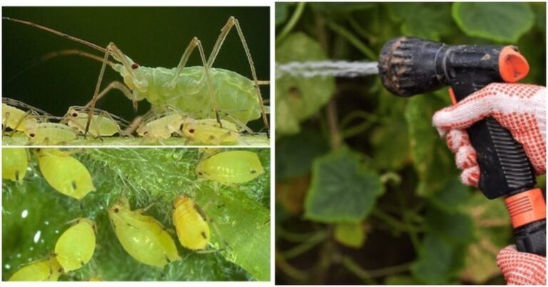 5 veiksmingi būdai nugalėti amarus. Specialisto patarimai