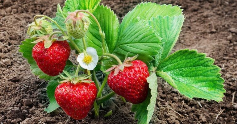 Kad kitąmet gautumėte gausų derlių, tinkamai pasirūpinkite braškėmis po derliaus nuėmimo