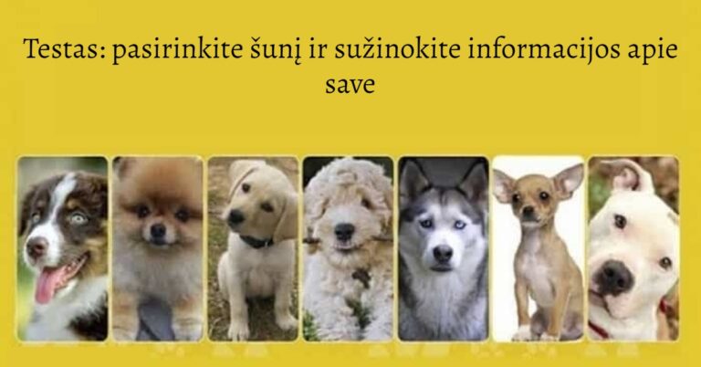 Testas: pasirinkite šunį ir sužinokite informacijos apie save