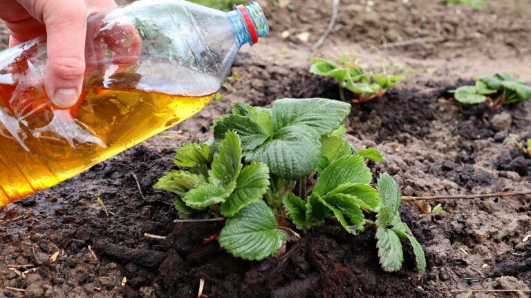 Kuo tręšti braškes? Duokite joms tik tris šio mišinio dozes – derlius jus nustebins!