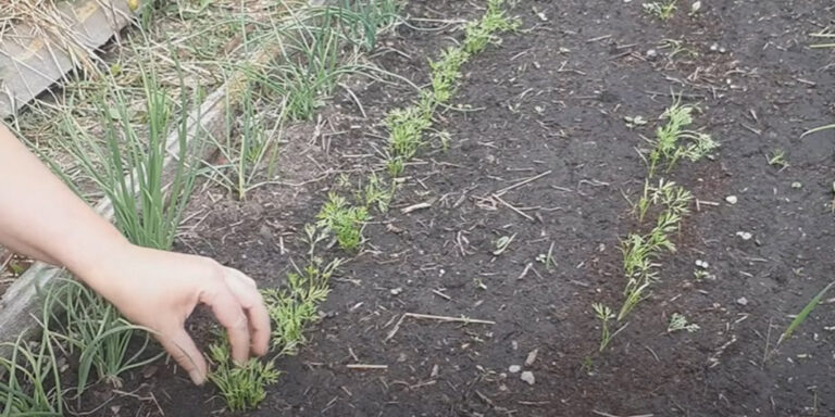 Kaip užauginti gausų morkų derlių: štai svarbiausi patarimai!