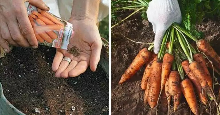 Sodininkų gudrybės auginant morkas. Neįkainojamos žinios, kurios padės užauginti gausų derlių