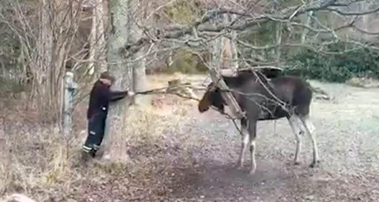 Pažiūrėkite, kaip Leifas išgelbėjo 200 kg sveriančio briedžio gyvybę