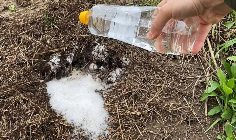 Su šia namine priemone išvijau skruzdėles iš viso sodo be chemijos: išbandyta, veikia!