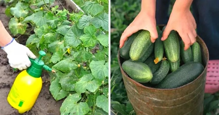 5 natūralių trąšų agurkams receptai, jos privers juos augti kaip pašėlusius