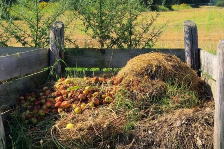 Kokie maisto produktai tinka daržui tręšti?