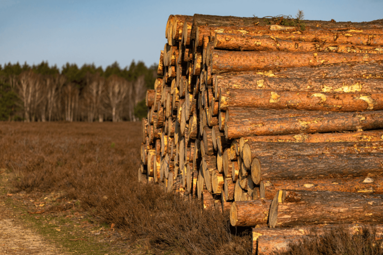 Medžių kirtimas ir genėjimas – ką reikia žinoti?