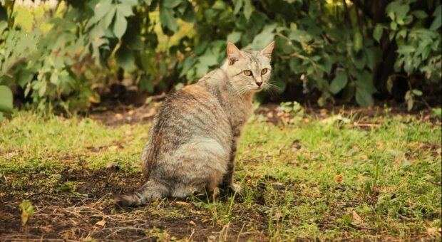 Moteris susirgo depresija, o jos katinas padėjo jai tai įveikti, bet paaiškėjo, kad jam pačiam liko gyventi tik savaitė…