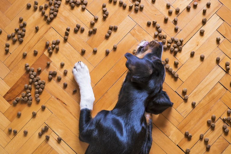 Ar mano šuniui tinka begrūdis maistas?