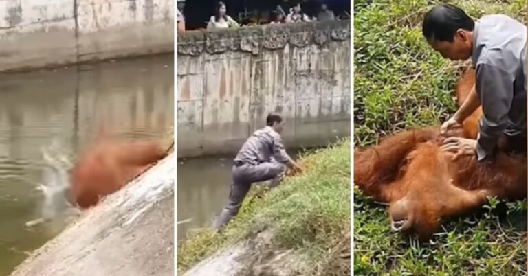 Zoologijos sodo prižiūrėtojas išgelbsti orangutano gyvybę atlikdamas dirbtinį kvėpavimą