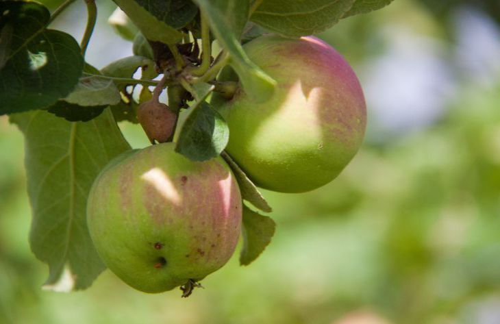 Kokie maisto produktai gali pagerinti inkstų veiklą? Medikai išvardijo geriausius variantus