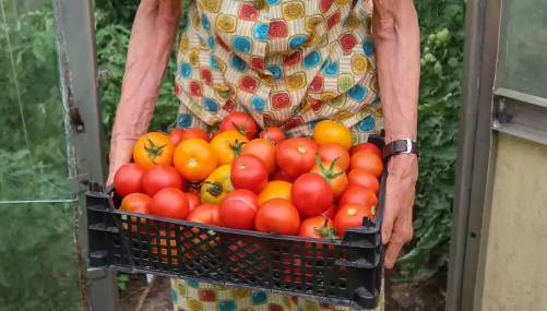 Mano močiutė sumaišo 3 ingredientus ir jais patręšia pomidorus: daržoves ji renka krepšiais!