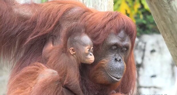 Orangutango patelė nesugebėjo maitinti savo naujagimio: prižiūrėtoja parodė gerą pavyzdį