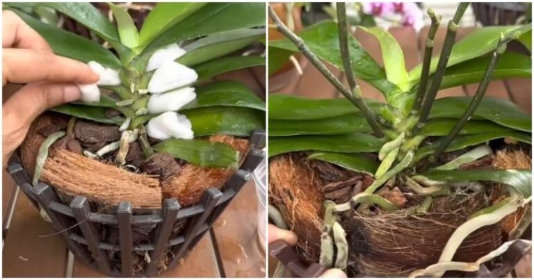 Orchidėja išleis daug naujų žiedų stiebelių: natūralios trąšos + nedidelė paslaptis