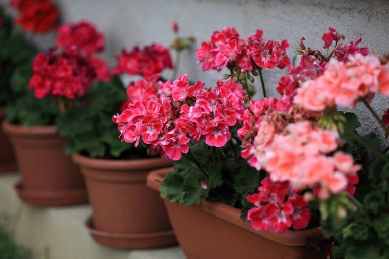 Kodėl patyrusios šeimininkės rekomenduoja ant kiekvienos palangės statyti žydinčias pelargonijas?