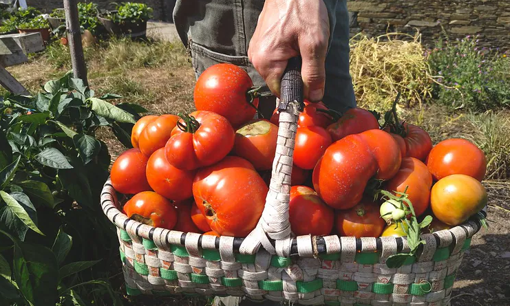 Norite priskinti pilnus krepšelius pomidorų? Atėjo laikas svarbiai procedūrai