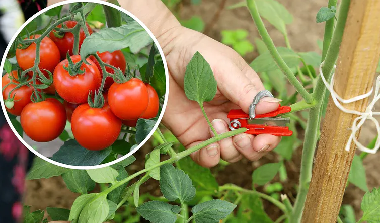 Kodėl verta nuskinti pomidorų lapus? Sužinokite, kaip padidinti derlių