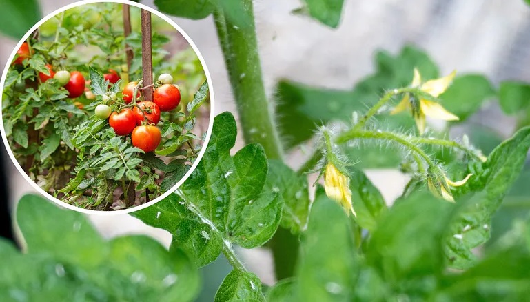 Tai apsaugo pomidorus ir agurkus nuo amarų: šiai priemonei neišleisite nė cento