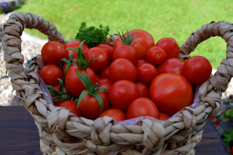 Įsigykite šį produktą vaistinėje ir kas 2 savaites nupurkškite pomidorus: tai apsaugos juos nuo bulvių maro!