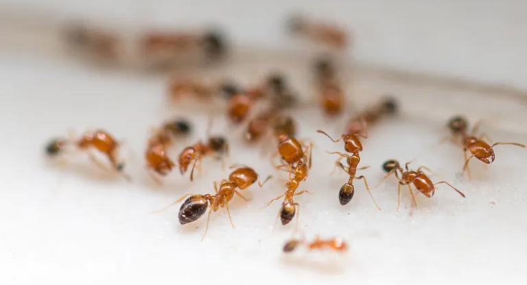 5 būdai, kurie padės kovoti su skruzdėmis namuose ir sode