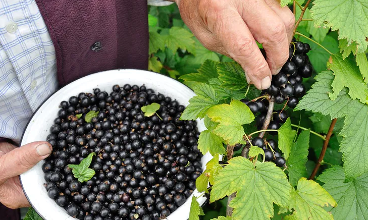 Šias natūralias trąšas naudoju juodiesiems serbentams: tai padidina jų derlių