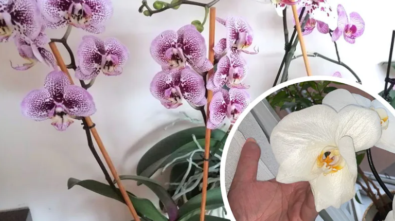 Jūsų virtuvės spintelėje tikrai yra trąšų orchidėjoms: šis produktas paskatins jų augimą  