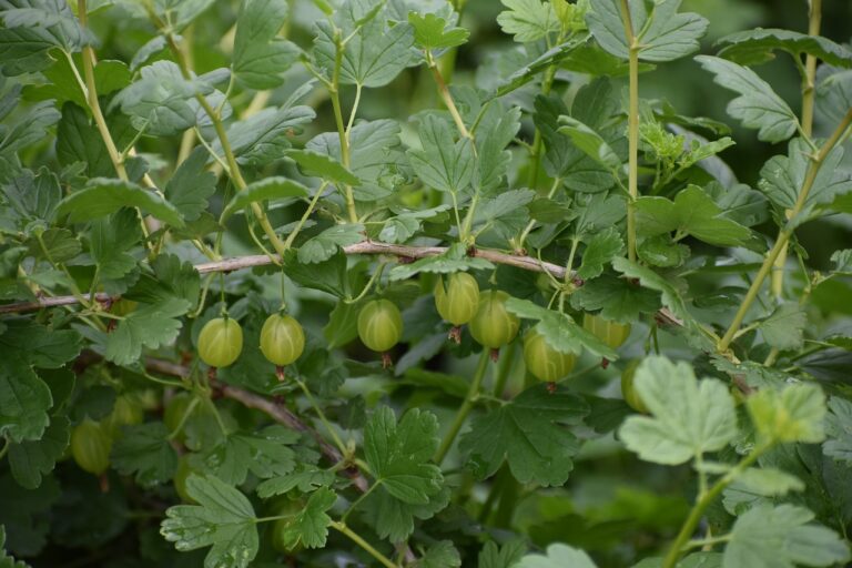 Tikras sodų lobis: šis vaisius turi daugiau vitamino C nei brangūs citrusai!