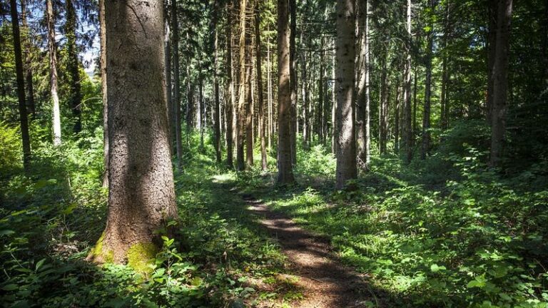 Eidami į mišką daugelis žmonių nežino šių dalykų. Tai gali išgelbėti gyvybę!