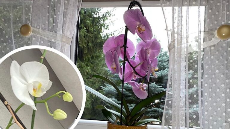 Kai jūsų orchidėja ims vysti, pakeiskite laistymo būdą ir jau po kelių dienų pamatysite daug naujų pumpurėlių