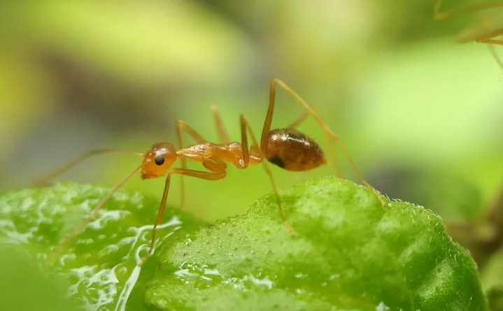 Štai kaip reikia naudoti cinamoną, kad skruzdėlės apleistų jūsų sodą