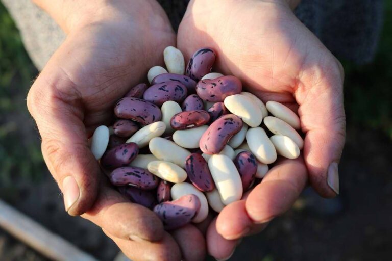 Patyrusi šeimininkė papasakojo, kaip laikyti pupeles, kad jų neužpultų kenkėjai