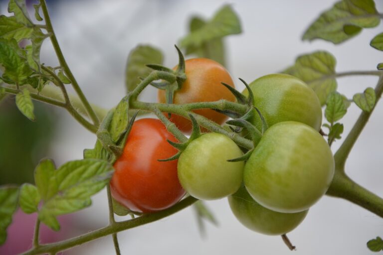 Štai kodėl kai kurie sodininkai ant žalių pomidorų deda plastikinius maišelius!