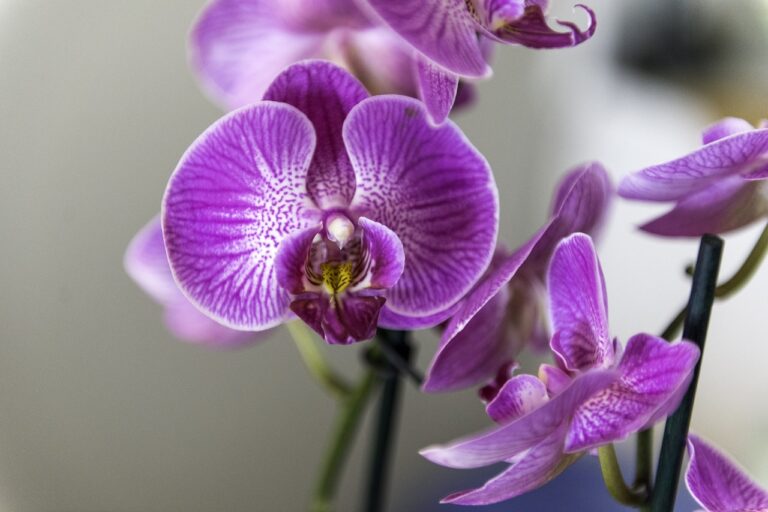 Reikės vos 1 šaukštelio: orchidėjas tai veikia geriau nei antibiotikai!