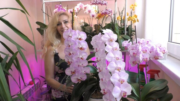 Kartą per mėnesį savo orchidėjoms naudokite šios priemonės: jos žydės kaip niekada anksčiau!