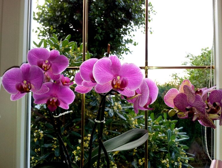 Gėlininkės patarimas auginantiems orchidėjas: labai greitai sulauksite šio augalo žiedų!